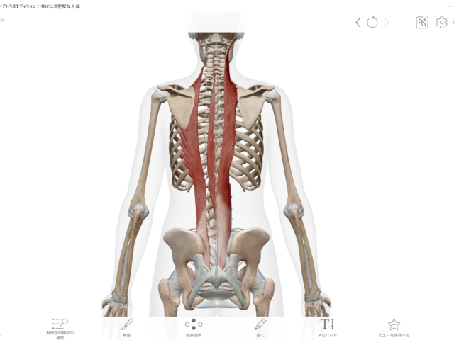 背部痛と腰痛の関係(VOL.5 )